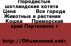 Породистые шотландские котята. › Цена ­ 5 000 - Все города Животные и растения » Кошки   . Приморский край,Партизанск г.